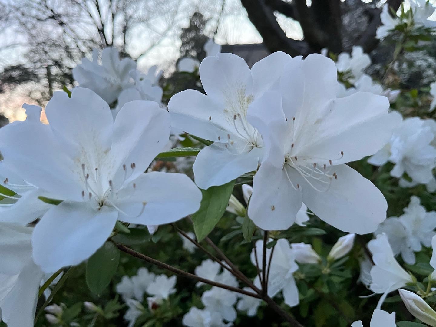 White azaleas on Gibbes Green, March 2022