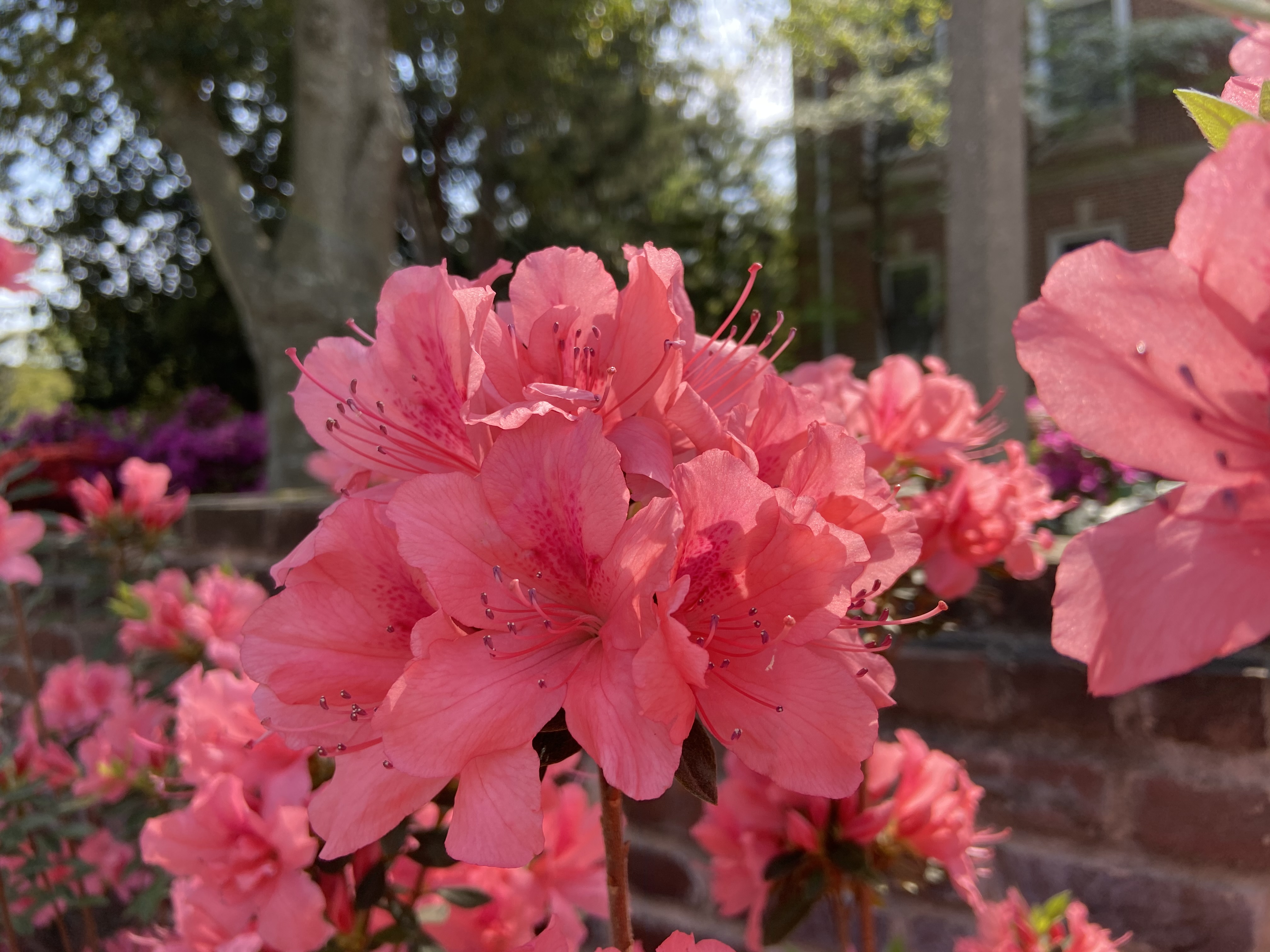 Pink azaleas, 2021, Currell College