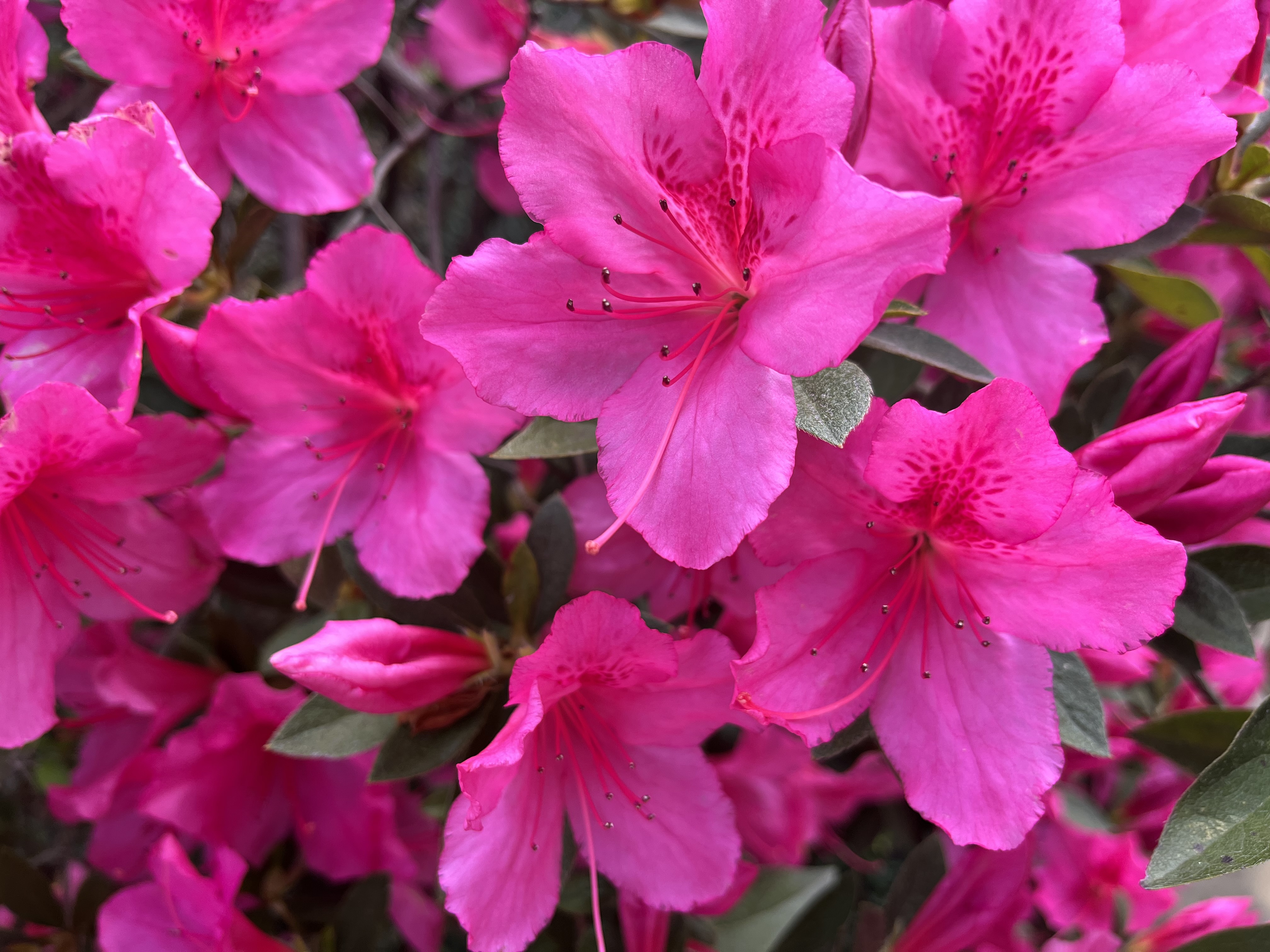 Pink azaleas, from the University of South Carolina campus, c. 2022.